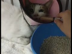 -哆趣宠物医院·眼科·内镜·急重症转诊中心(上海店)