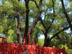 -大槐树寻根祭祖园