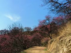 -新建村梅花