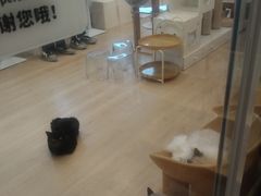 -有喵·猫咖·狗咖·30几只猫10只小狗(岗厦店)