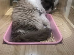 -屋虎猫馆(宝安大仟里店)