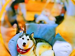-Husky Go! 哈士奇体验馆·宠物咖啡厅狗咖