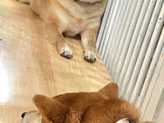 -是阿柴呀！柴犬咖啡·爱喵喵猫咖
