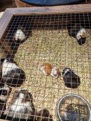 -酷嗒动物文化乐园(cutezoo西溪乐天城店)