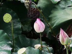 -古田会议纪念馆