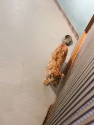 -未来动物城动物主题公园(大悦城店)