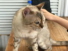 -猫小院猫主题咖啡厅(北锣店)