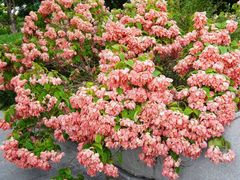 -王借岗森林公园