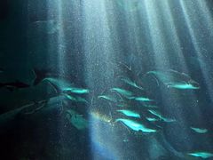 -福州罗源湾海洋世界旅游区