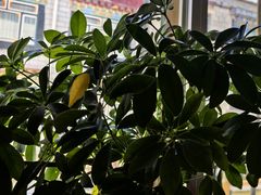 -尼泊尔雪莲餐厅(北京东路店)