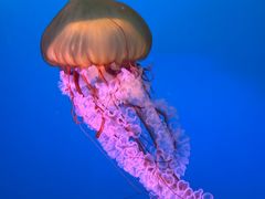 -太平洋海底世界