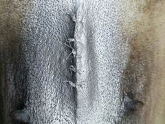 -菲丽丝宠物医院·24小时·猫科中心·免疫点(淮海分院)