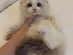 -Bastet sally猫舍购宠(静安店)