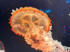 -哈尔滨波塞冬海底世界