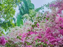 -深圳国际园林花卉博览园