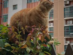 -喜多萌中农锦绣动物医院24H·猫科·牙科MRI·CT