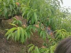 -桃源山庄·水蜜桃采摘·柴火鸡·烧烤团建(龙泉山店)