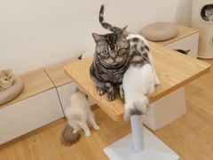 -有喵·猫咖·狗咖·30几只猫10只小狗(岗厦店)