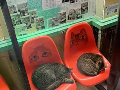 -猫咪博物馆(顶澳仔猫街店)