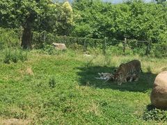 -西安秦岭野生动物园