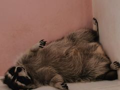 -浣熊柯尔鸭土拨鼠·电玩咖
