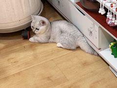 -喵百万·布偶·蓝金金渐层英短·猫舍(百子湾店)