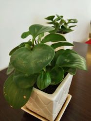 点击看大图 android_upload_pic-So·So卡凡