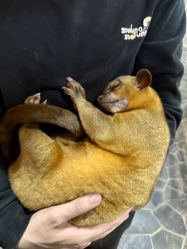 -Zoolung Zoolung动物主题公园(海信广场店)