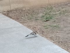 -原山国家森林公园