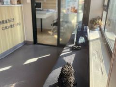 -瑞派宠物医院·犬猫全科·猫友好(宾水西道店)