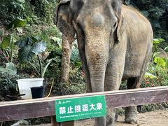 -野象谷景区