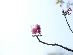 -南山植物园