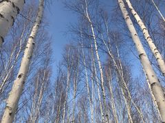 -北极村旅游风景区