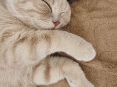 -东方名猫馆·英短金渐层布偶猫舍(环线广场1号楼店)