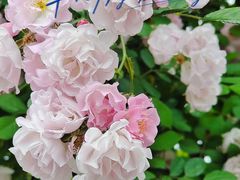 -无锡新湖铂尔曼大酒店