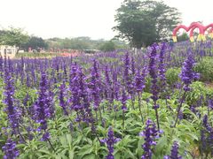 -松山湖梦幻百花洲