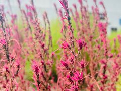 -野鸭湖国家湿地公园
