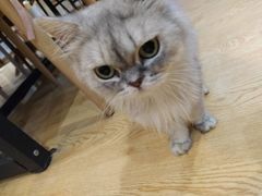 -万小咖.猫咖(中山路天虹店)
