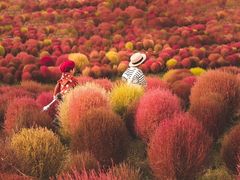 -花开海上生态园
