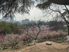 -南京古林公园