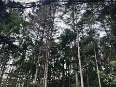 -吉林市朱雀山国家森林公园