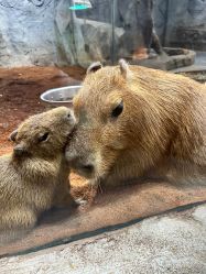 -Zoolung Zoolung动物主题公园(海信广场店)