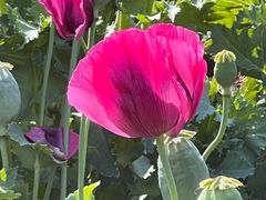 -国家植物园南园