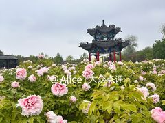 -曹州牡丹园