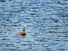 -野鸭湖国家湿地公园