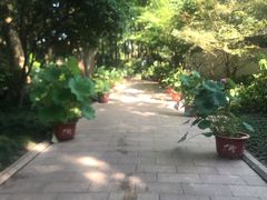 -上海醉白池公园
