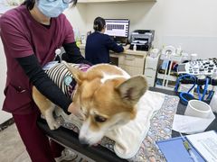 -美联众合动物医院·24h转诊中心