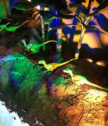 -恐龙探索乐园(磁器口店)