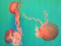 -海合安成都极地海洋公园