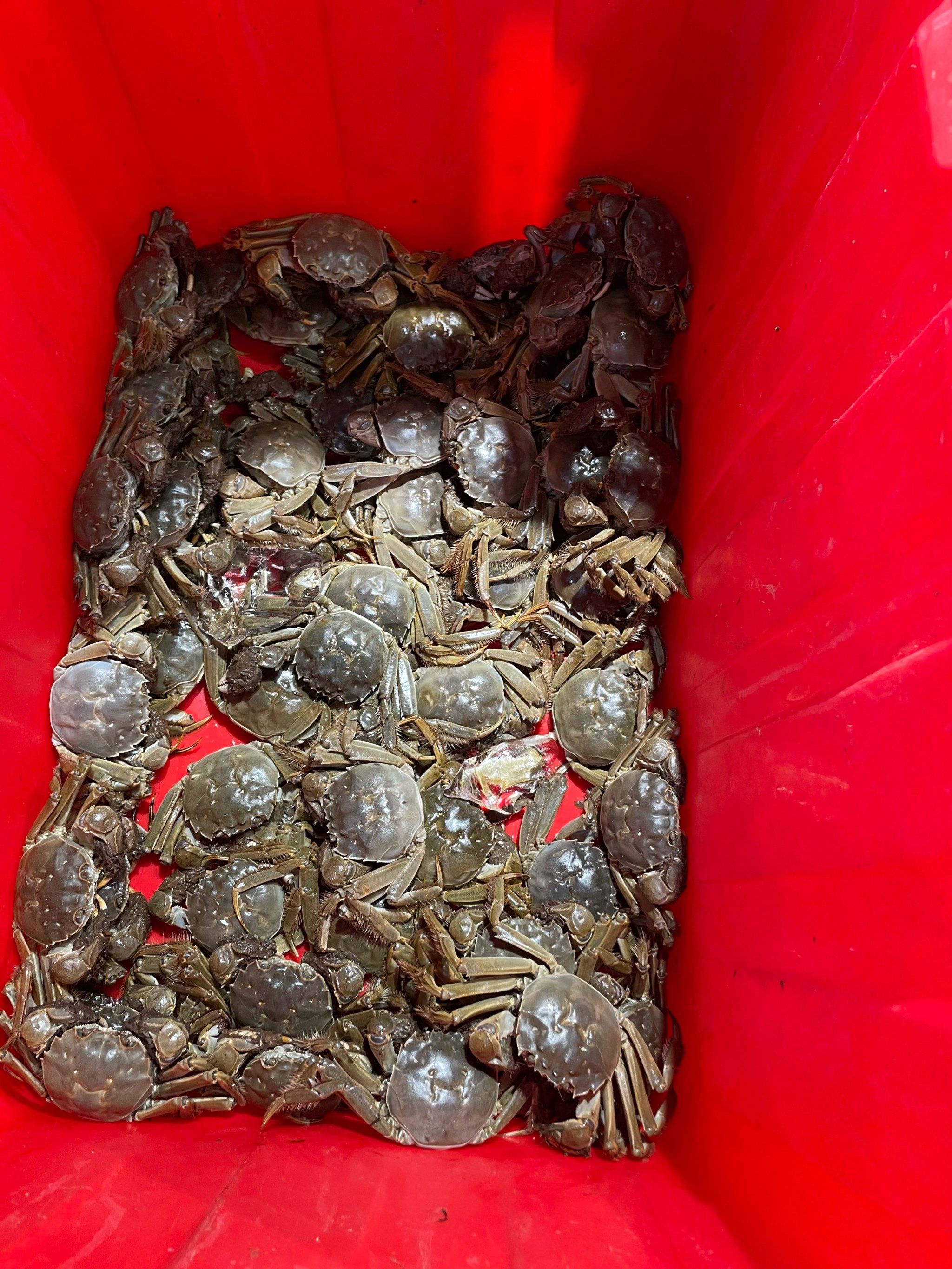 大河蟹到碗里来